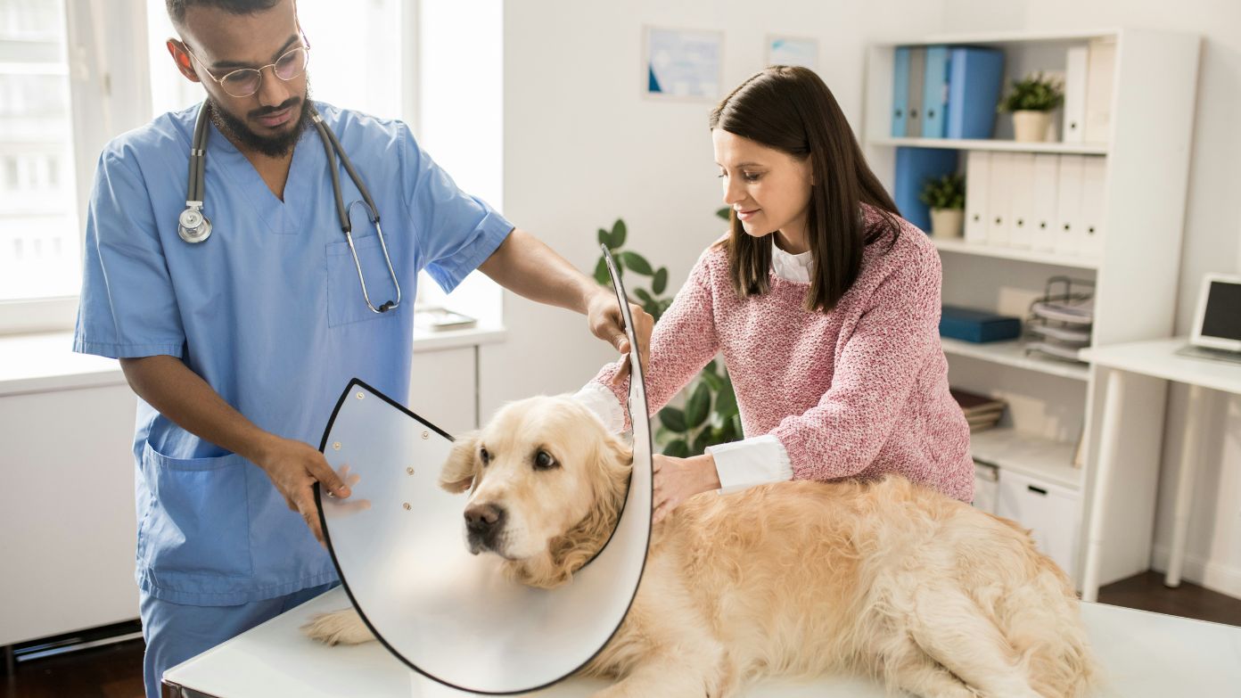 Understanding what pet insurance covers and doesn't cover