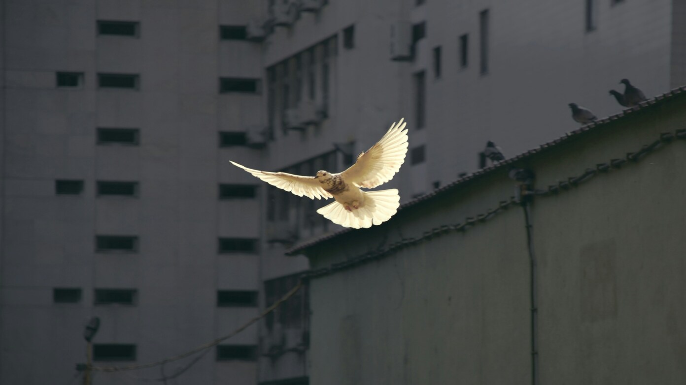What are the differences between a truce, a ceasefire and a peace treaty?