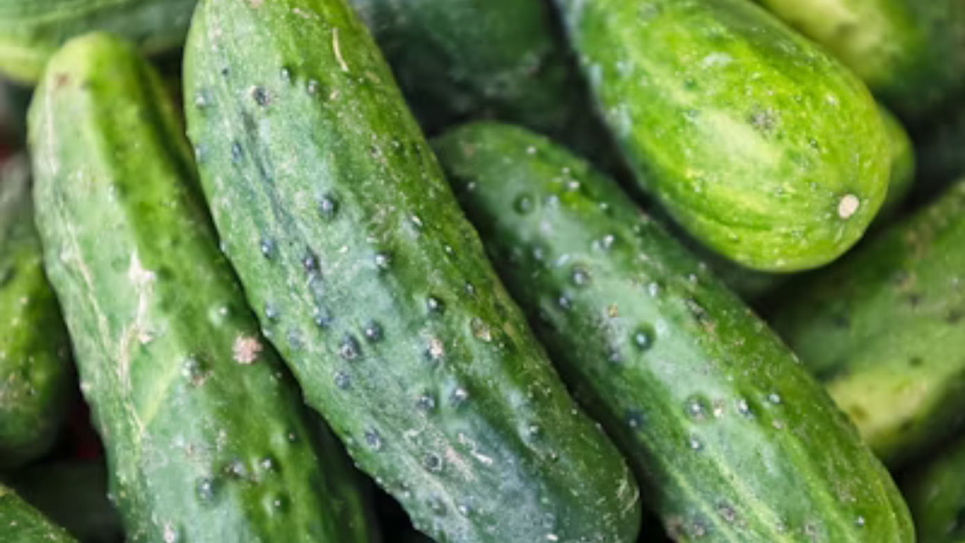 Bedner Growers implicated in salmonella outbreak in U.S. - These are the cucumbers that have been recalled nationwide