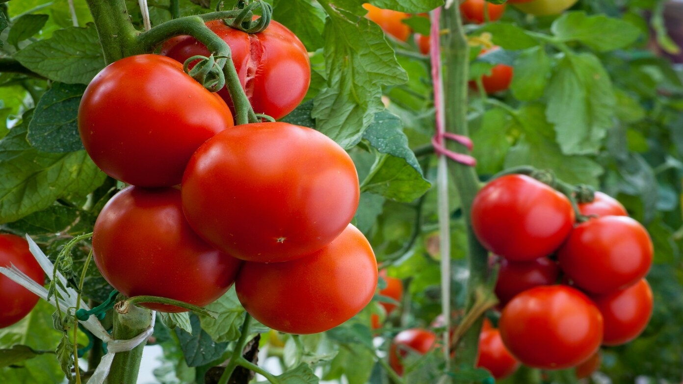 FDA escalates tomato recall affecting several states to high alert - These are the lots affected by the massive recall in the U.S.