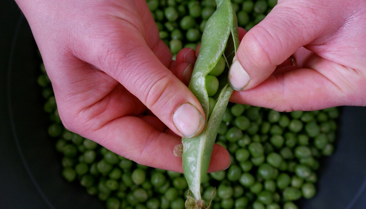  Recall of frozen bean sprouts linked to Salmonella outbreak - affected lots and products in 10 states across the country