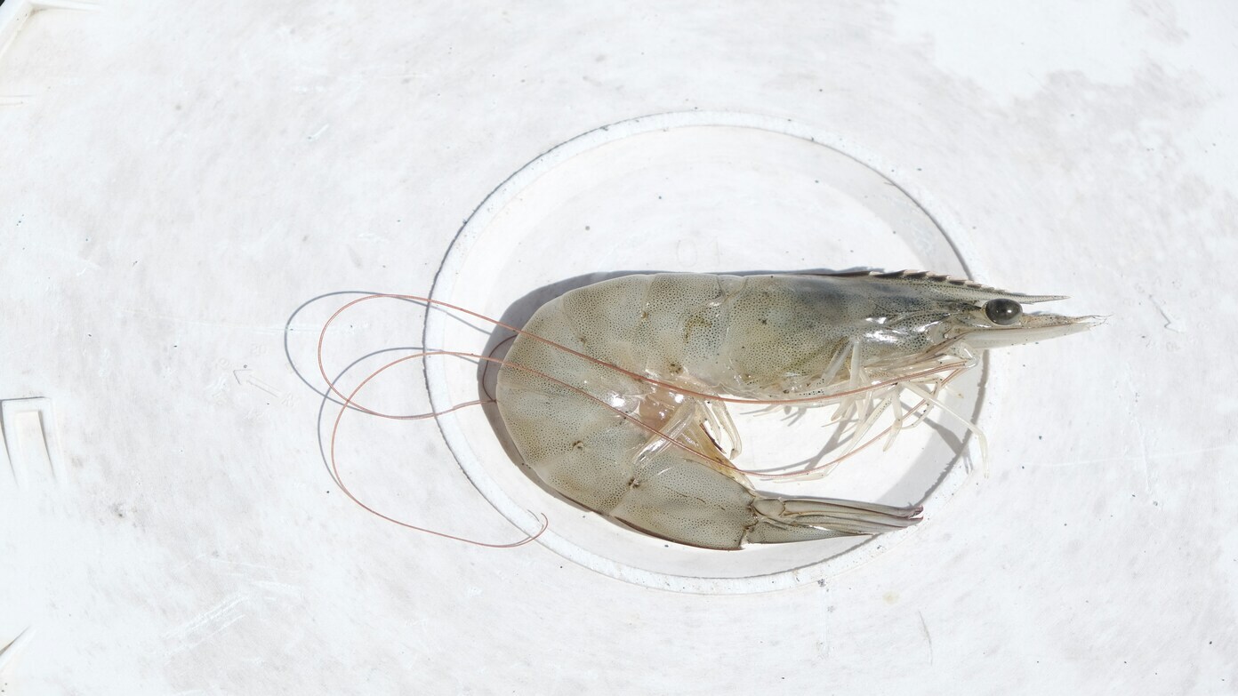 Shrimp recall expands as FDA cites possible radiation contamination Shrimp recall expands as FDA cites possible radiation contamination
