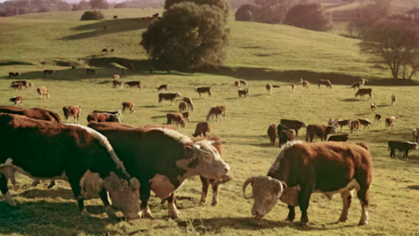 Trump’s beef import plan hits snag over Argentina disease warning