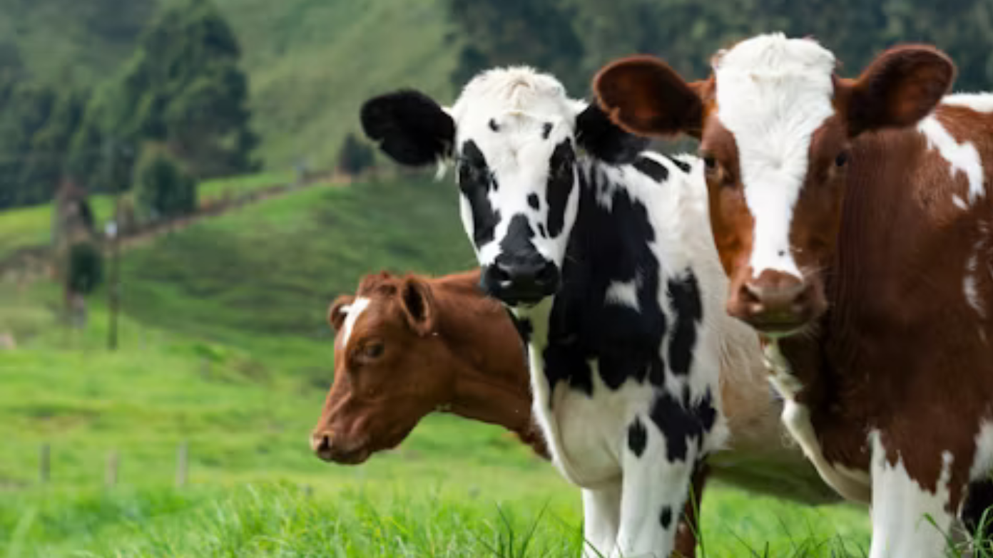 The beef continues - American cattle farmers hit out at Trump